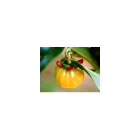 Garcinia Cambogia Extract Powder 50% HCA HPLC 1KG/BAG